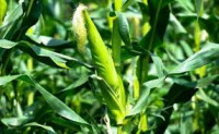 Image of bertanam jagung